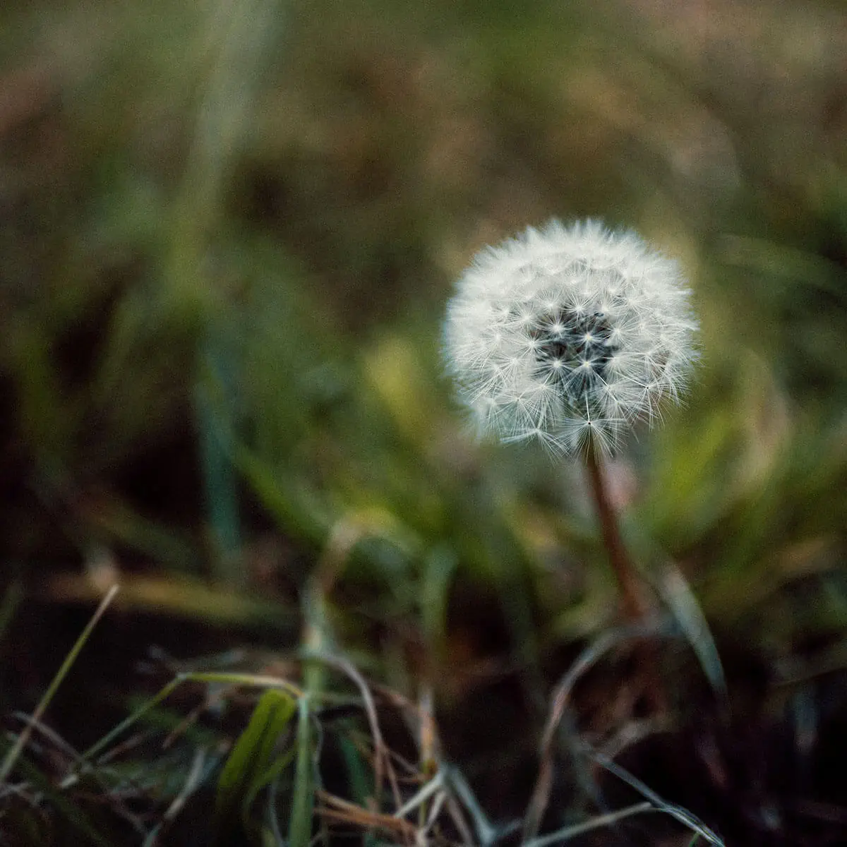 Dandelion macro shot