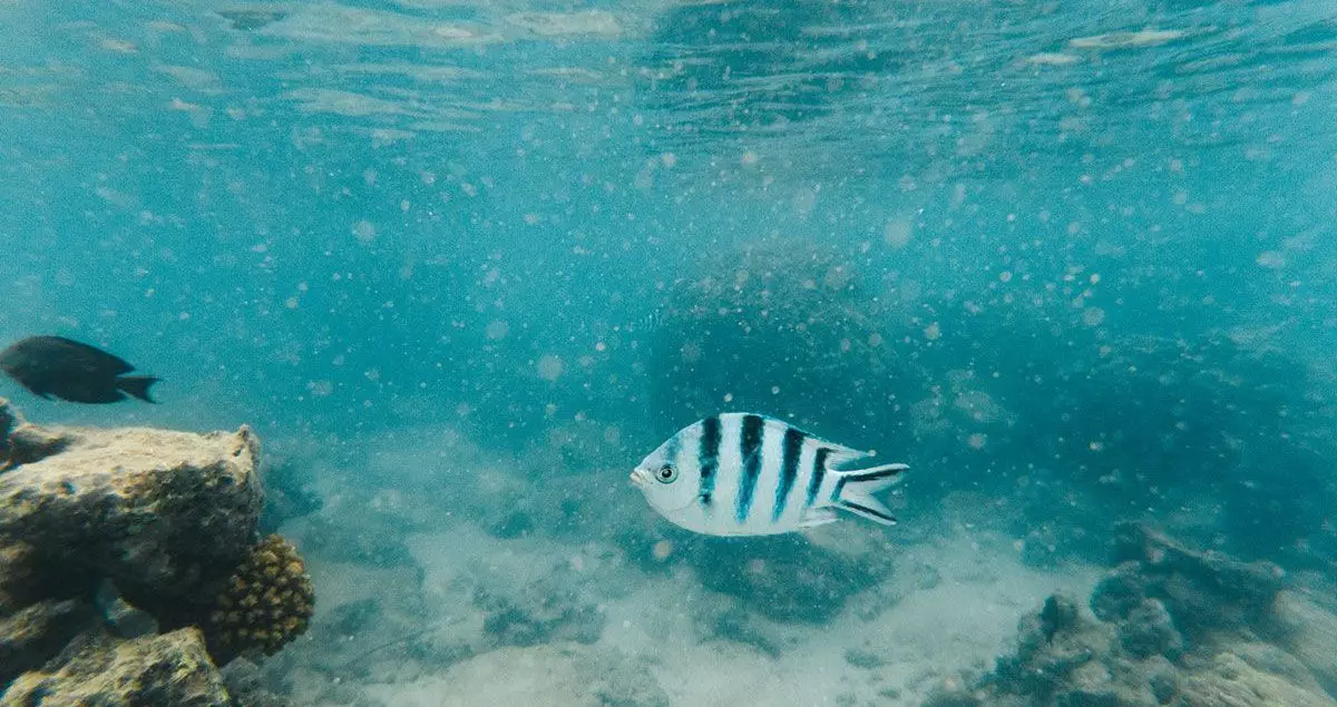 Picture of a fish while doing snorkeling in Rarotonga