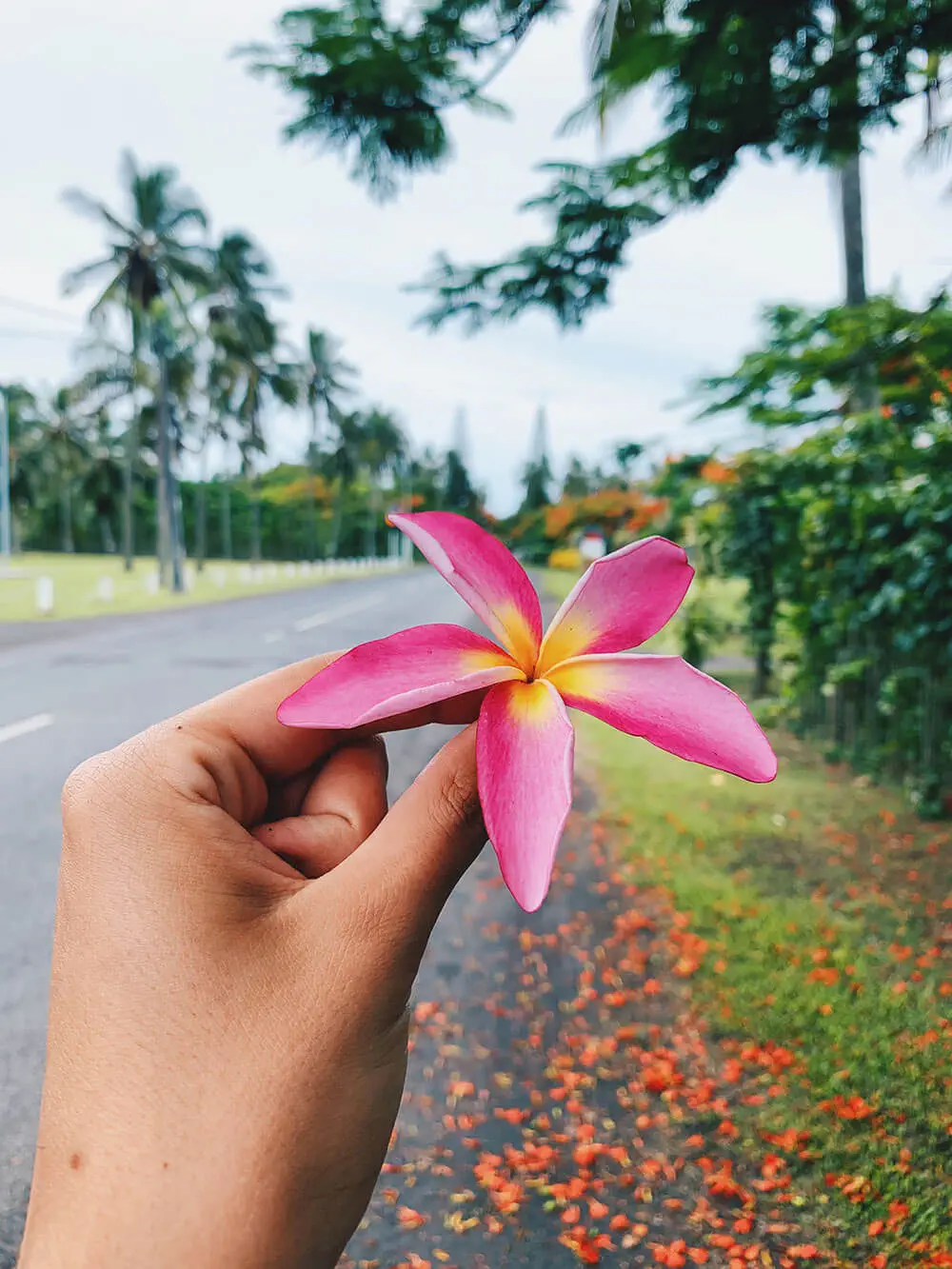 Frangipane flower, Rarotonga, Cook Islands