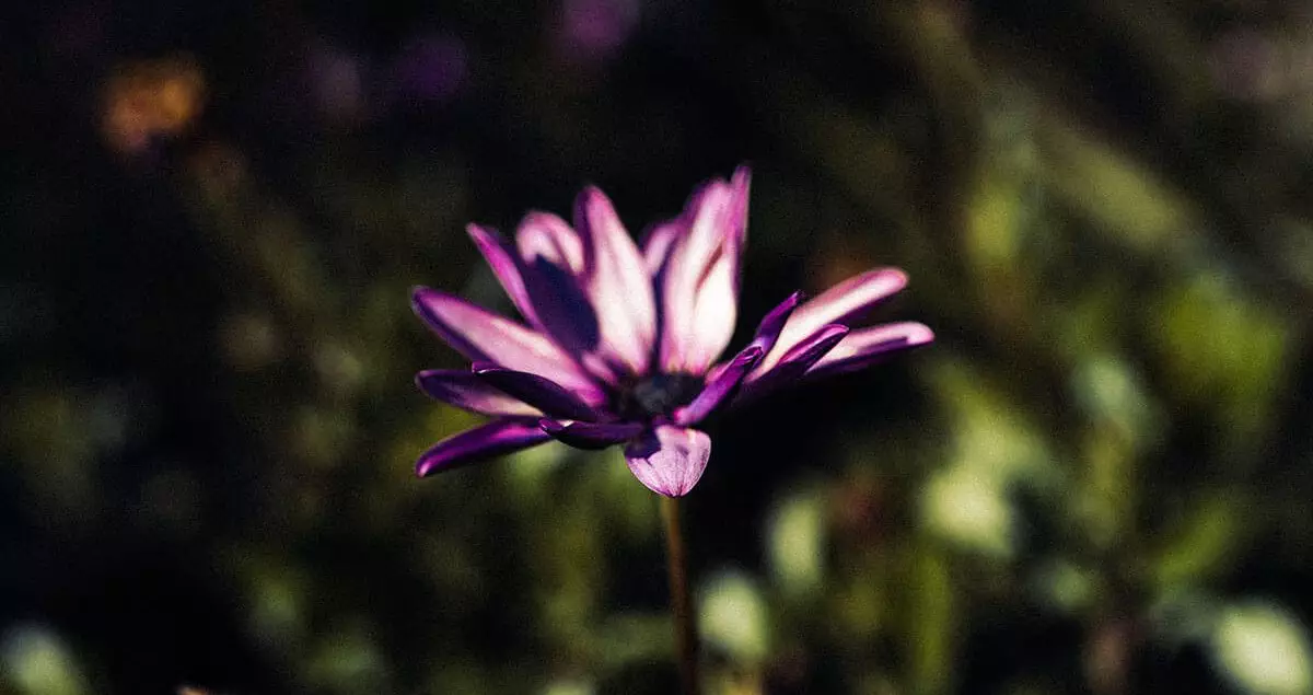 Macro shot of a flower after taking a break