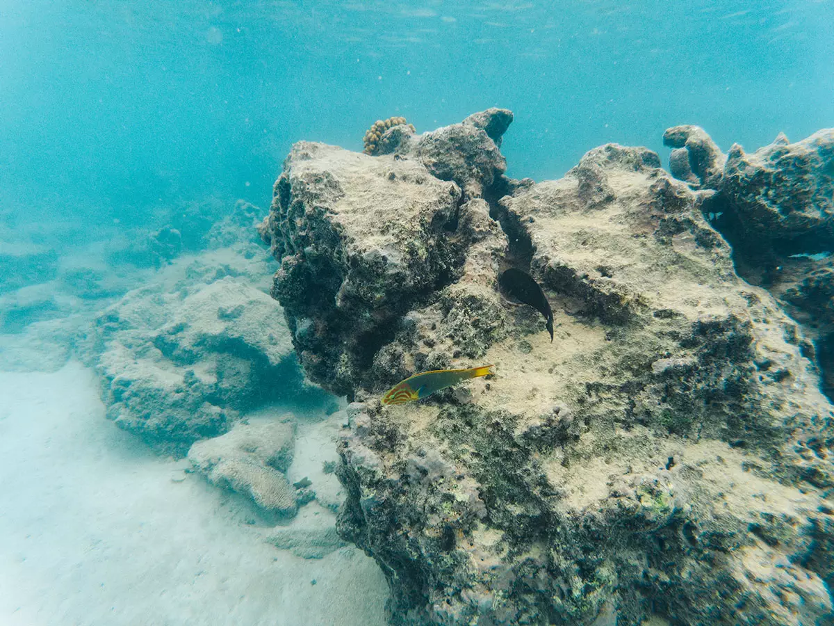 Corals and fish while doing snorkeling in Rarotonga