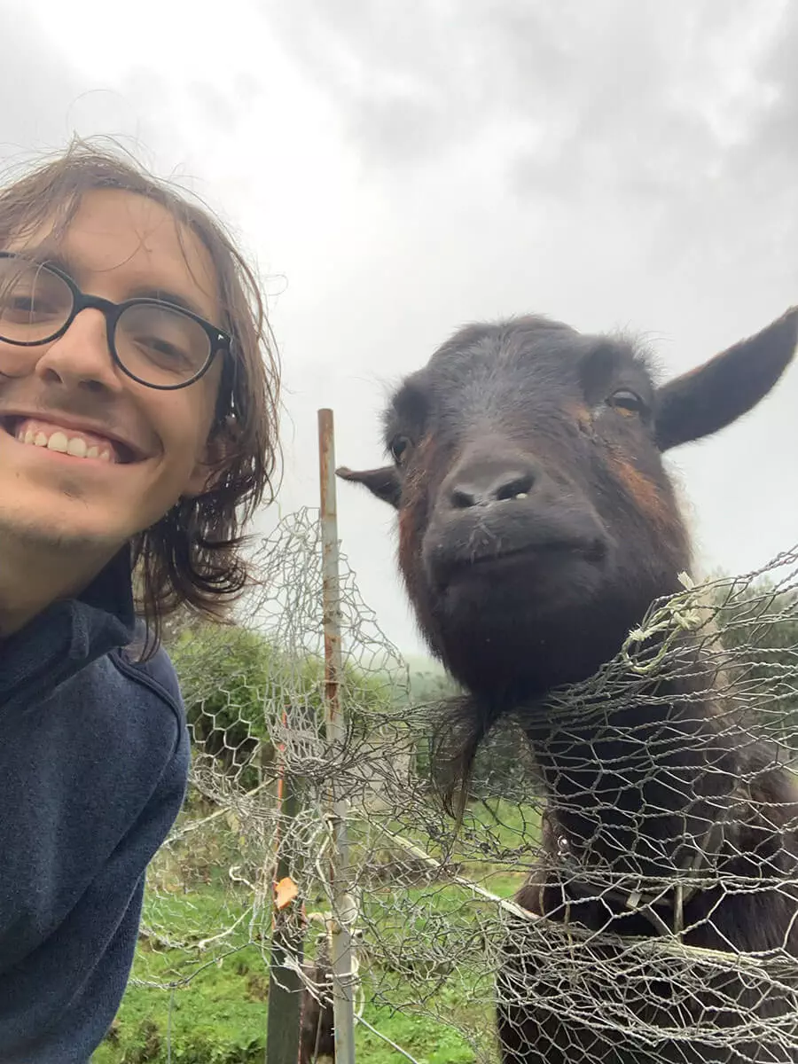 A goat friend in Taranaki through workaway